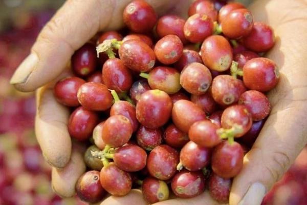 瑞幸云南咖啡豆专列发车，中国咖啡行业驶入“精耕细作”时代 