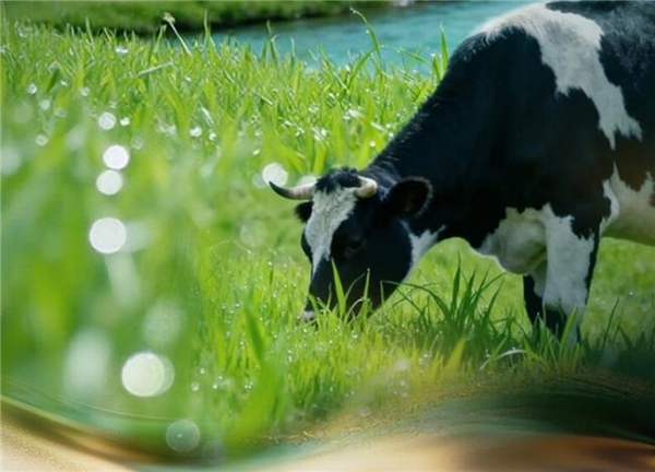 金领冠珍护源初怎么样？五重新鲜+六位一体，给宝宝顶奢营养 