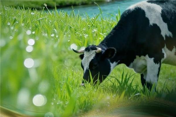 金领冠珍护源初怎么样？五重新鲜+六位一体，给宝宝顶奢营养 