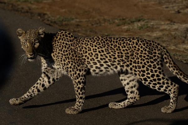 让自然留在自然：著名野生动物摄影师奚志农眼中的南非动物保护体系 