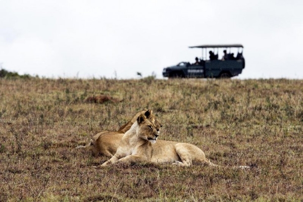让自然留在自然：著名野生动物摄影师奚志农眼中的南非动物保护体系 