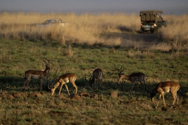 让自然留在自然：著名野生动物摄影师奚志农眼中的南非动物保护体系 