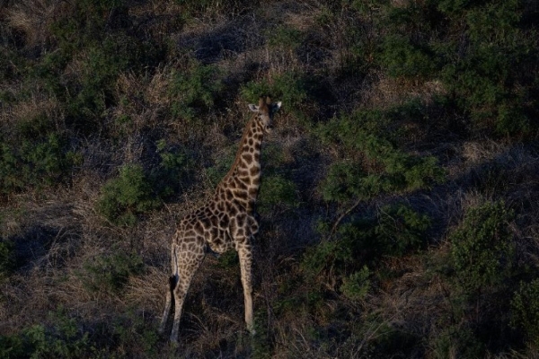 让自然留在自然：著名野生动物摄影师奚志农眼中的南非动物保护体系 