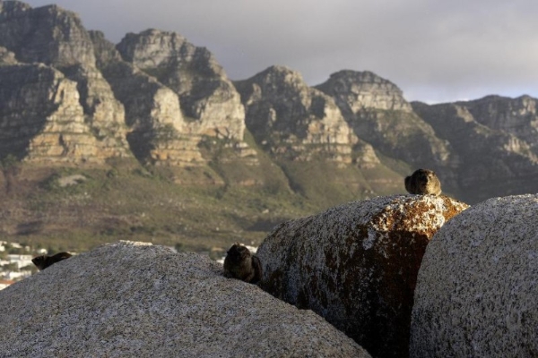 让自然留在自然：著名野生动物摄影师奚志农眼中的南非动物保护体系 