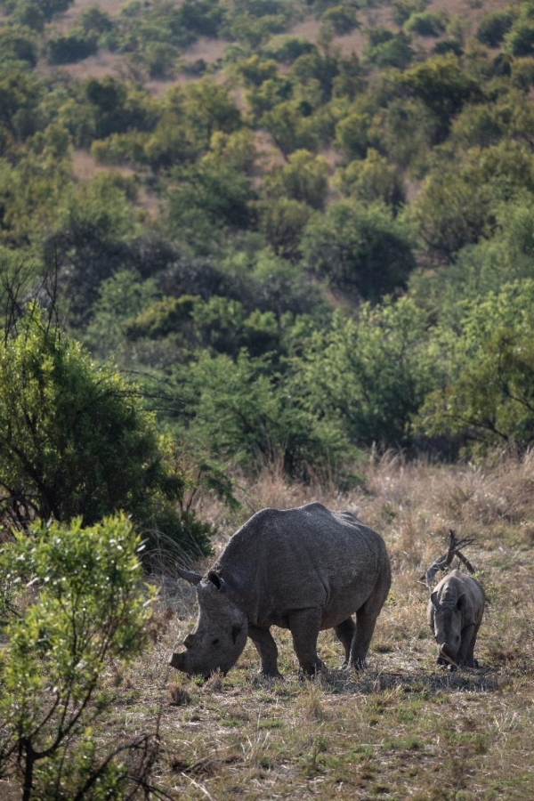 让自然留在自然：著名野生动物摄影师奚志农眼中的南非动物保护体系 