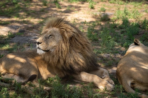让自然留在自然：著名野生动物摄影师奚志农眼中的南非动物保护体系 
