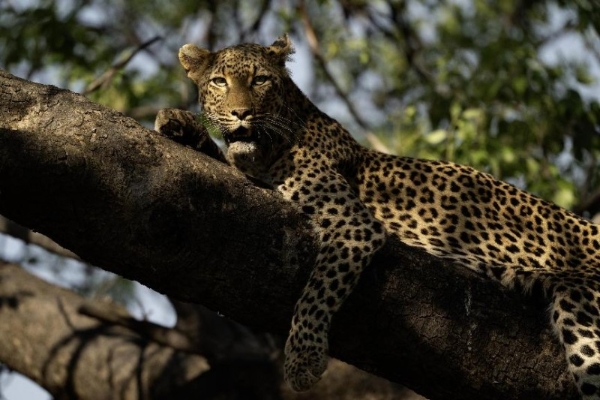 让自然留在自然：著名野生动物摄影师奚志农眼中的南非动物保护体系 