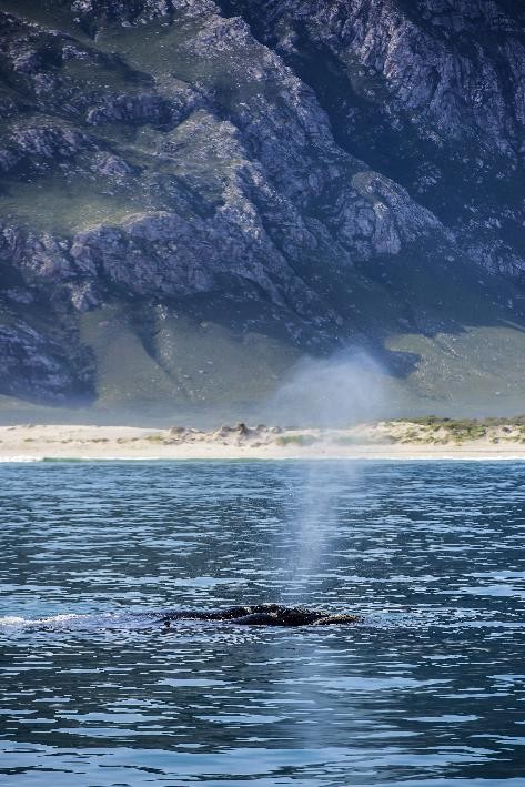 让自然留在自然：著名野生动物摄影师奚志农眼中的南非动物保护体系 