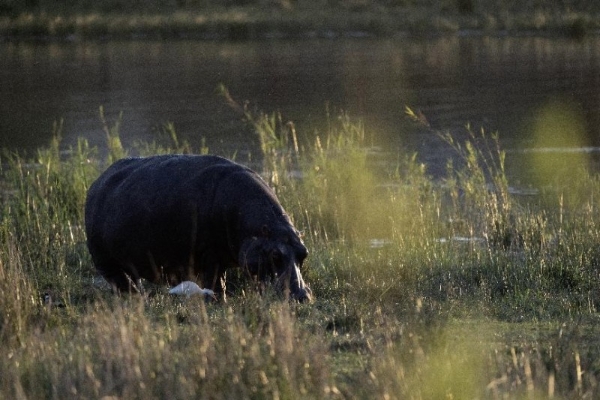 让自然留在自然：著名野生动物摄影师奚志农眼中的南非动物保护体系 