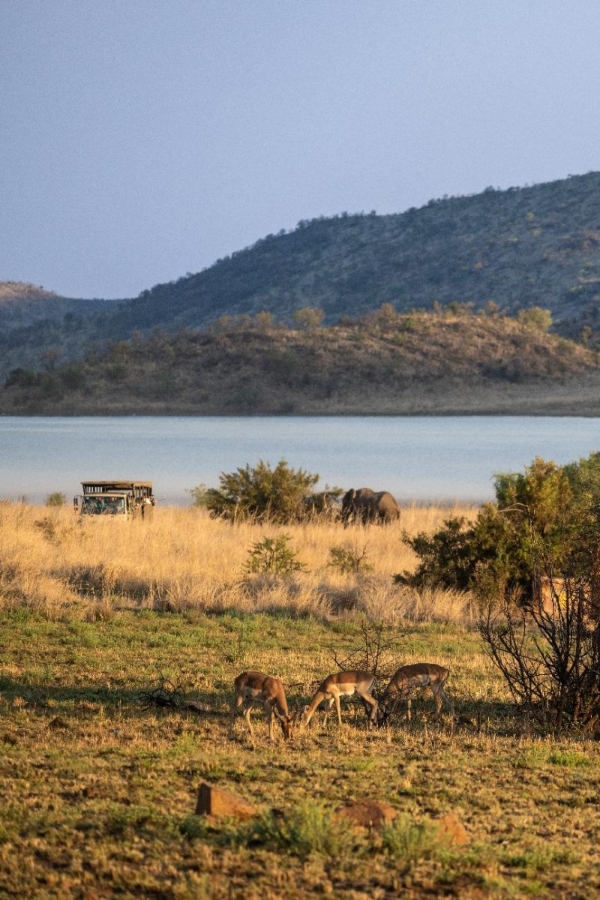 让自然留在自然：著名野生动物摄影师奚志农眼中的南非动物保护体系 