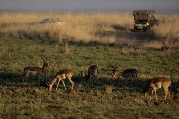 让自然留在自然：著名野生动物摄影师奚志农眼中的南非动物保护体系 