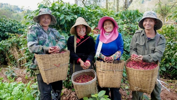 为了一杯更新鲜的咖啡，瑞幸开启了云南咖啡豆 “铁路专列” 