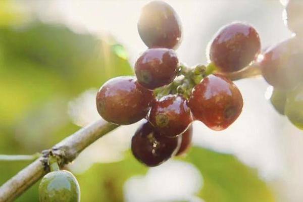 为了一杯更新鲜的咖啡，瑞幸开启了云南咖啡豆 “铁路专列” 