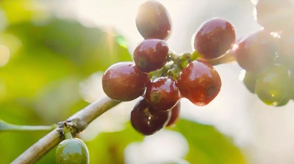 “瑞幸号”里的中国咖啡“双循环” 