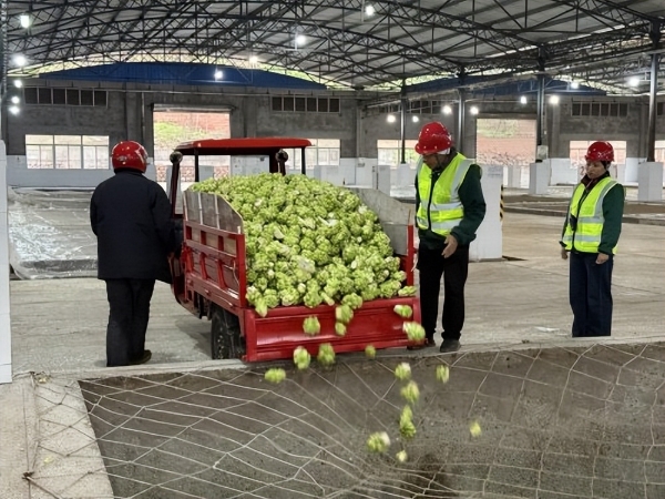 订单筑根基，服务暖人心：涪陵榨菜集团1月23日开秤收购青菜头 