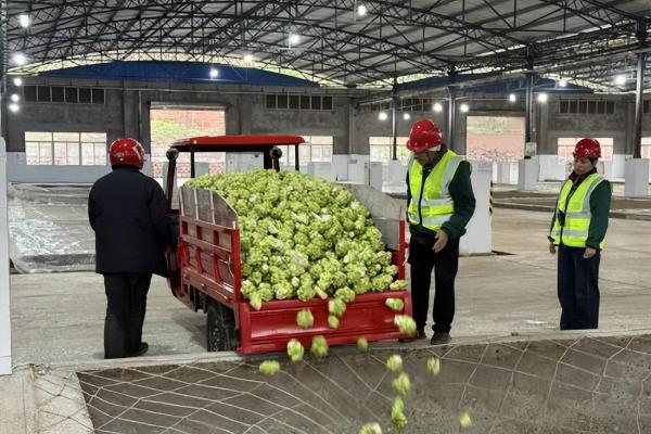 订单筑根基，服务暖人心：涪陵榨菜集团1月23日开秤收购青菜头 
