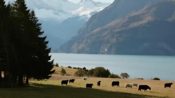  从新西兰到您家！千年舟·新西兰纯松板的3大核心密码，解锁健康松弛生活 