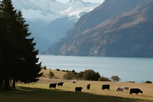  从新西兰到您家！千年舟·新西兰纯松板的3大核心密码，解锁健康松弛生活 