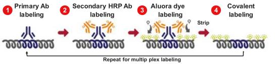  汇东佰生物科技（上海）有限公司 —— 您的空间蛋白组学一站式服务平台 