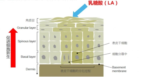 hfp果酸角质管理精华液：专研油皮抛光方案，打破油氧痘内耗 
