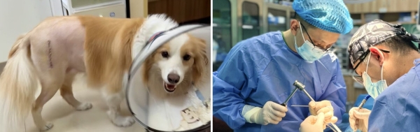 新瑞鹏上海瑞鹏宠物医院黄兴总院：专科精准诊疗，守护爱宠生命线 