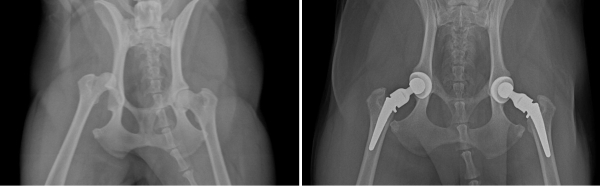 新瑞鹏上海瑞鹏宠物医院黄兴总院：专科精准诊疗，守护爱宠生命线 