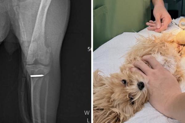 新瑞鹏上海瑞鹏宠物医院黄兴总院：专科精准诊疗，守护爱宠生命线 