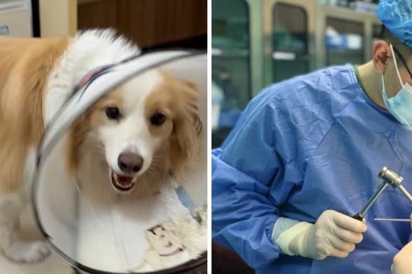 新瑞鹏上海瑞鹏宠物医院黄兴总院：专科精准诊疗，守护爱宠生命线 