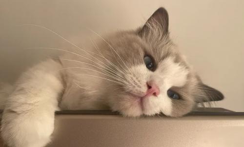 【实测指南】2026年幼猫主食罐头实测评估：0-12 月龄分阶段喂养全解析 