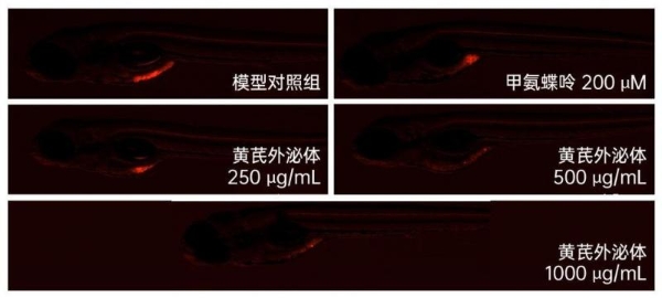 重磅丨锁定肝肺，双重打击！全球首创黄芪外泌体呈现精准靶向性，研究揭示其具有抗肿瘤新潜力 