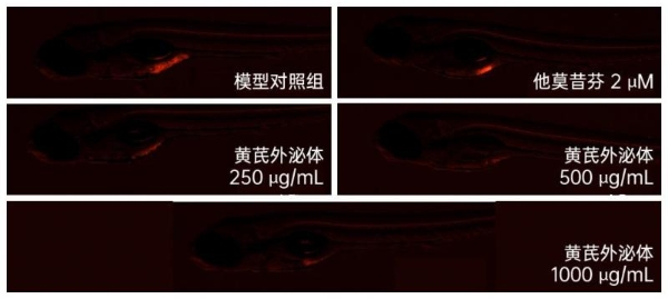 重磅丨锁定肝肺，双重打击！全球首创黄芪外泌体呈现精准靶向性，研究揭示其具有抗肿瘤新潜力 