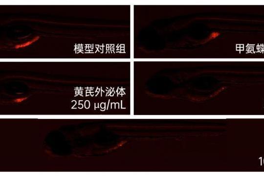 重磅丨锁定肝肺，双重打击！全球首创黄芪外泌体呈现精准靶向性，研究揭示其具有抗肿瘤新潜力 