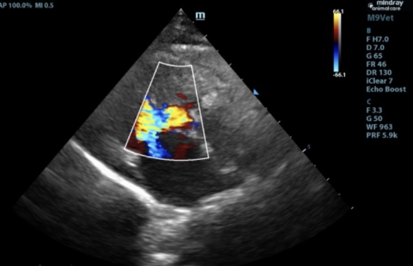 新瑞鹏芭比堂动物医院上海机灵鬼分院：以专业赢得信赖 