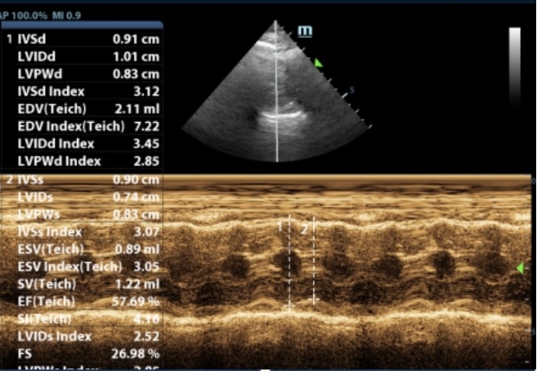 新瑞鹏芭比堂动物医院上海机灵鬼分院：以专业赢得信赖 