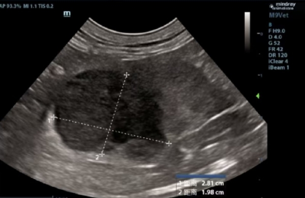 新瑞鹏芭比堂动物医院上海机灵鬼分院：以专业赢得信赖 