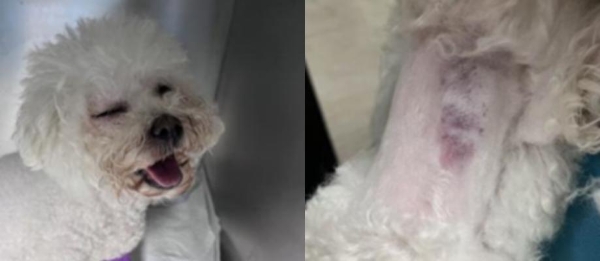 新瑞鹏芭比堂动物医院上海机灵鬼分院：以专业赢得信赖 