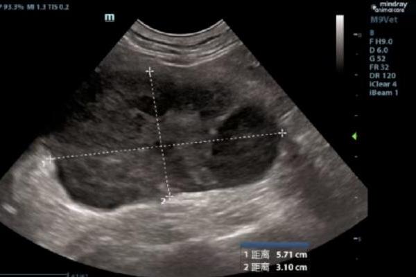 新瑞鹏芭比堂动物医院上海机灵鬼分院：以专业赢得信赖 