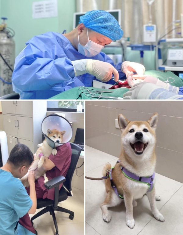 专注宠物内科十八载，上海艾贝尔玉佛宠物转诊中心医院精研诊疗技术，护航宠物健康 