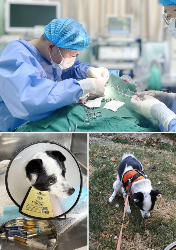 专注宠物内科十八载，上海艾贝尔玉佛宠物转诊中心医院精研诊疗技术，护航宠物健康 