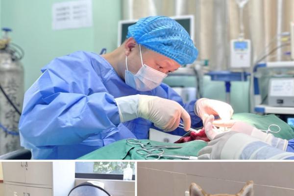 专注宠物内科十八载，上海艾贝尔玉佛宠物转诊中心医院精研诊疗技术，护航宠物健康 