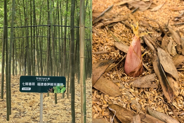 京东七鲜超市春菜抢“鲜”上市！手剥春笋肉“限时秒杀”9.99元