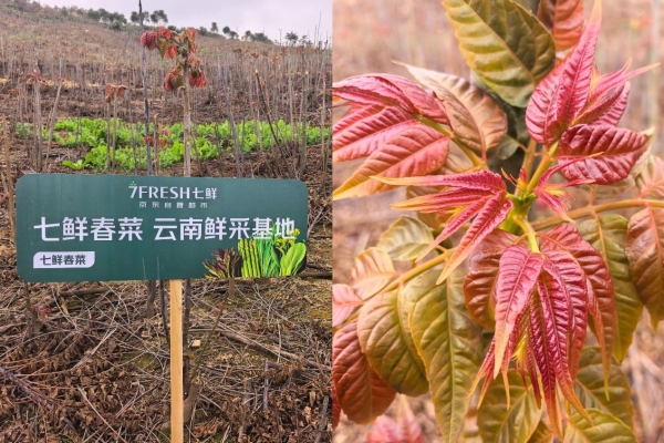 京东七鲜超市春菜抢“鲜”上市！手剥春笋肉“限时秒杀”9.99元