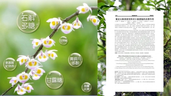 专家解读春节礼品新趋势，科学剖析紫皮石斛如何满足中老年核心健康需求 