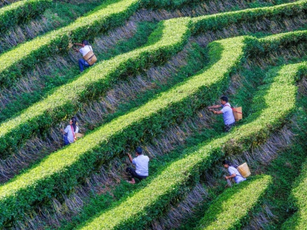 专家解读春节礼品新趋势，科学剖析紫皮石斛如何满足中老年核心健康需求 