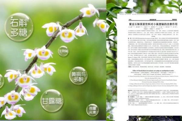 专家解读春节礼品新趋势，科学剖析紫皮石斛如何满足中老年核心健康需求 