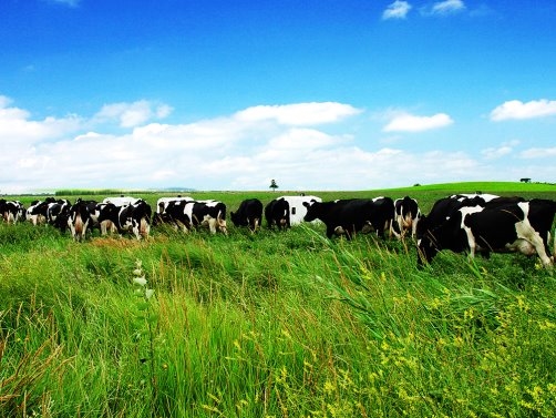 国产奶粉排行榜前10名：金领冠以“六位一体”科研战略领跑 