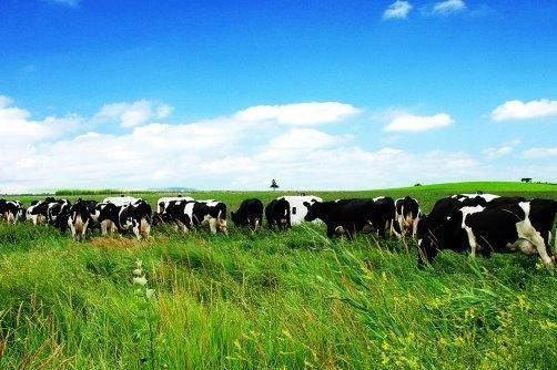 国产奶粉排行榜前10名：金领冠以“六位一体”科研战略领跑 