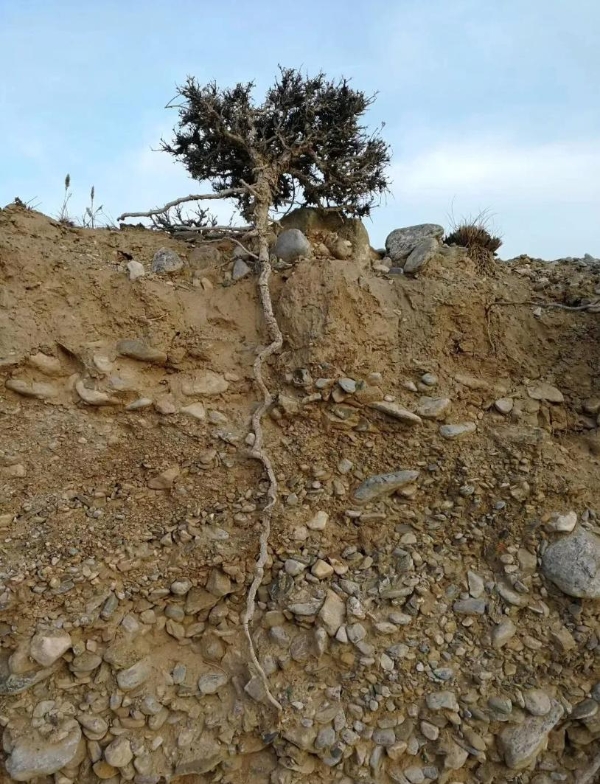 央视《大西北》播出！这家酒庄凭什么成为“西北逆袭”中最震撼的故事？ 