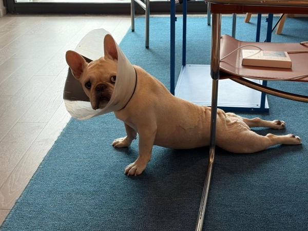 新瑞鹏旗下上海顽皮家族虹桥总院完成高难度皮瓣修复手术——宠物肿瘤外科新高度 