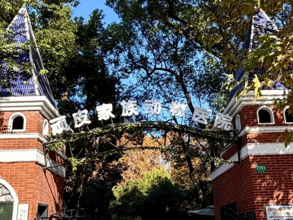 新瑞鹏旗下上海顽皮家族虹桥总院完成高难度皮瓣修复手术——宠物肿瘤外科新高度 